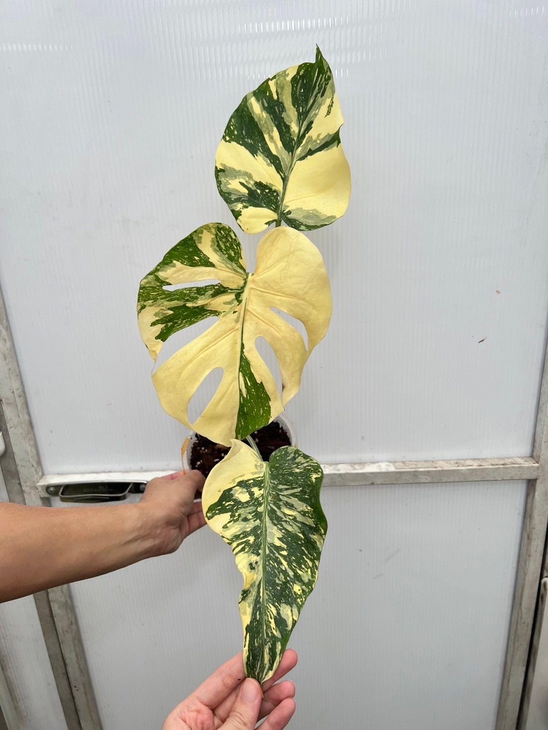 Amazon.com : Monstera Deliciosa 'Cream Brulee' Variegated Plant, 3